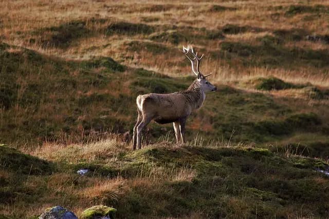 Les Bonnes Pratiques pour Réussir un Trek en Montagne